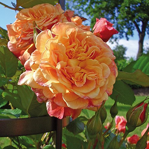 Kletter-Rose Aloha in Rot & Apricot-Rosa Nuancen - Duft Kletterrose Pflanze als Rankhilfe im 5 Liter Container von Garten Schlüter - Pflanzen in Top Qualität