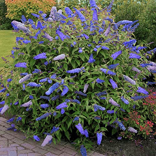 Pianta da giardino profumata Buddleia davidii 'Empire Blue' | Arbusto farfalla | Vaso 9cm