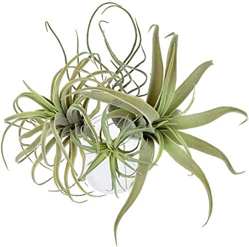 Osmond Künstliche Ananas, Gras, Luftpflanzen, , Flockung, Tillandsien, Bromelien, Haus, Garten, Dekoration, 4 Stück