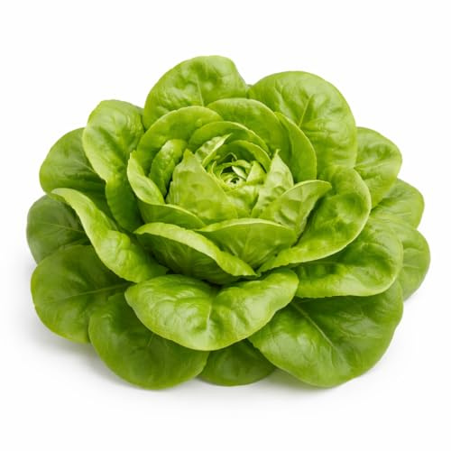 Buttercrunch Lettuce Seeds – Soft Butterhead Leaves, Compact Loose Heads for Home Gardens, Raised Beds & Containers