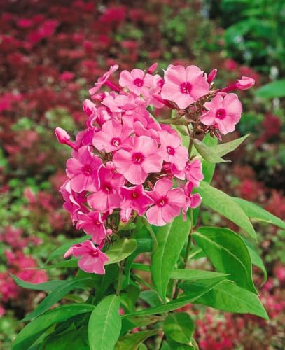 Phlox paniculata 'Flamingo' 11x11 cm Topf – Winterhart, Mehrjährig, Pflegeleicht – Hoher Sommerphlox – Staude für Beet & Rabatte
