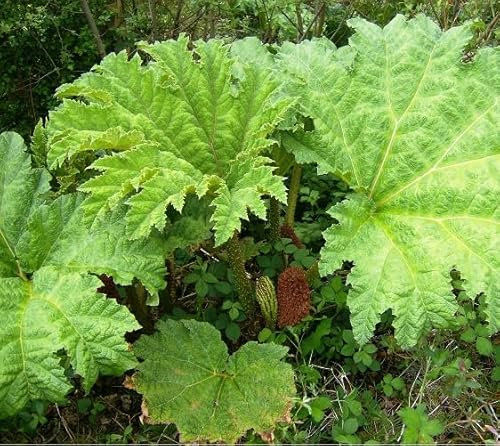20 graines de plantes Gunnera