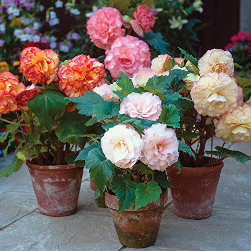 Thompson & Morgan Begonia Tubers Giant Flowers Collection Outdoor Half-Hardy Plant for Patio, Borders & Containers, Easy to Grow, 10 x Begonia Tubers (Begonia Giant Picotee Mixed x 10 Tubers)
