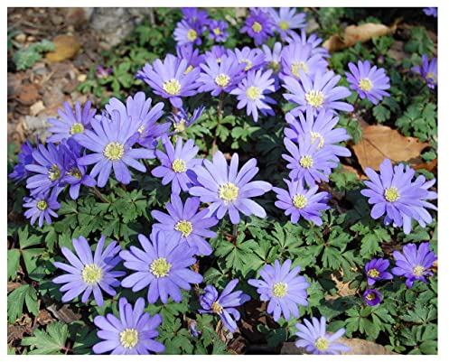 20x Anemone Blanda Blue Shades Bulbs Early Spring Flowering Summer Daisy Type Flowers Grecian Windflower Garden Perennials Size 5/6