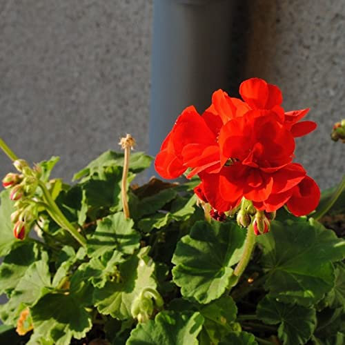 Red Zonal Geranium - Pelargonium x Hortorum 10 Annual Perennial Houseplant Seeds.