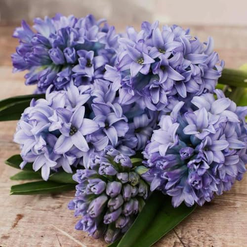 Carbeth Plants - 16 x Hyacinth Sky Planet Spring Bulbs - Pale Blue Highly Fragrant Outdoor Flowering Perennials - UK Hardy Low Maintenance Pollinator Friendly - Grow in Beds, Borders and Patio Pots