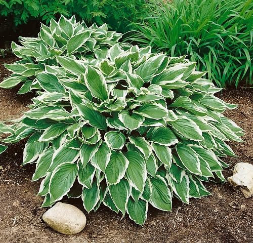 60 graines fraîches de plantes hosta