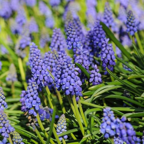 Muscari Duo – 95 Grape Hyacinth Bulbs for Spring Colour | Includes Muscari 'Pink Sunrise' & Muscari armeniacum | Ideal for Borders, Rockeries, and Troughs - 95 Bulbs by Thompson & Morgan
