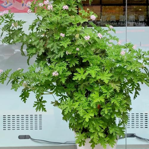 semi di geranio profumato, geranio limone culinarie da balcone, balcone, Pelargonium graveolens, tappezzanti, perenni decorativi 10pcs