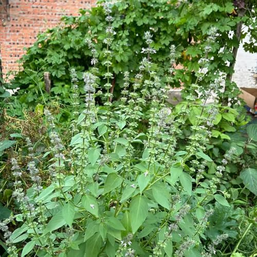 katzenminze gartenpflanzen büropflanzen bodendecker winterhart mehrjährig grünpflanzen wildkräuter blumensamen balkon herbstblumen winterhart wildblumensamen frühlingsblumen 250samen