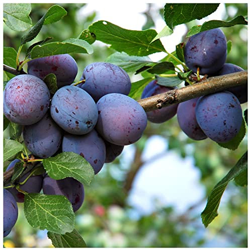 Czar Plum Tree 4-5 ft in 6L Pote, Self Fertile,Ready to Fruit,Good for Cooking or Eating 3fatpigs®