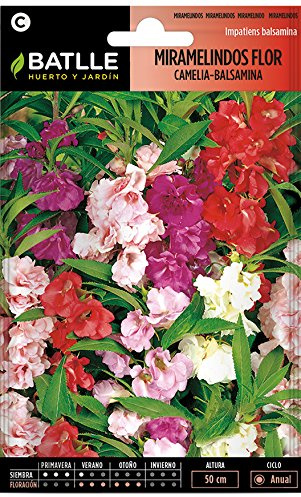 Semi di Fiori - Miramelindi Fiore Camelia - Balsamina - Batlle