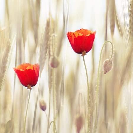adrium Acryl-Bild 80 x 80 cm: Mohnblumen(8740752)
