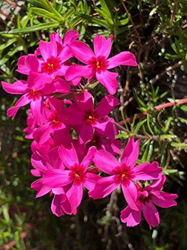 Phlox Subulata Wild Pink Moss Phlox 30 semi facili da stagioni, regalo significativo
