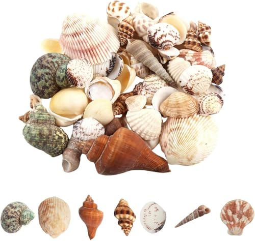 JAONLD Sea Shells Mixed Beach Seashells, 200g Natural Shells 2-8 CM Ocean Seashells Large Shells Theme Party Home Decor for DIY Crafts, Vase Fillers, Fish Tank Decor, Candle Making
