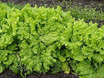 Grand Rapids Leaf Lettuce Seeds Loose Leaf Crisp Tender 200 Count PKT