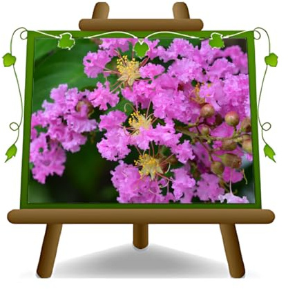 EURO PLANTS VIVAI Lagerstroemia Indica Buisson Violet Hauteur: 80 cm Pot: 24 cm