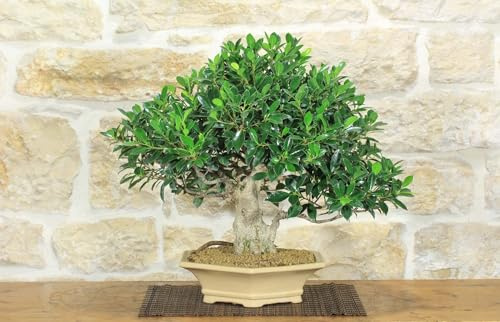 Bonsaï Ficus Retusa (169)