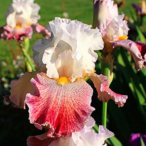 Iris Bulbs, Garden Flowers, Plant Bulbs, Greening Flower, Hardy Perennial, Natural Organic, Wedding, Iris Bulbs for Planting Now UK, 3bulb-g