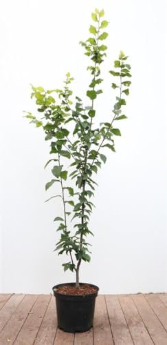 Carpinus betulus 'Lucas' 100-125 cm – Winterhart, Mehrjährig, Pflegeleicht – Hainbuche – Heckenpflanze für Garten & Sichtschutz