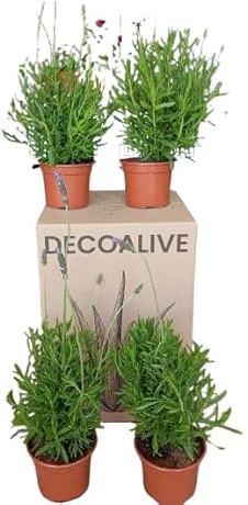 Pack de 4 Plantas de Lavanda Naturales Aroma y Belleza en tu Hogar
