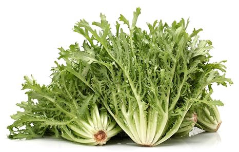 PREMIER SEEDS DIRECT - HERB Endive 1200 Seeds