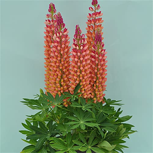Russell Lupine Semi Misti 50+ Halbfarbige Blütenblätter für mehrfarbige Lupinen für den Garten und den einfachen Garten