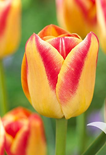 10 Tulpenzwiebeln Candy Corner Blumenzwiebeln