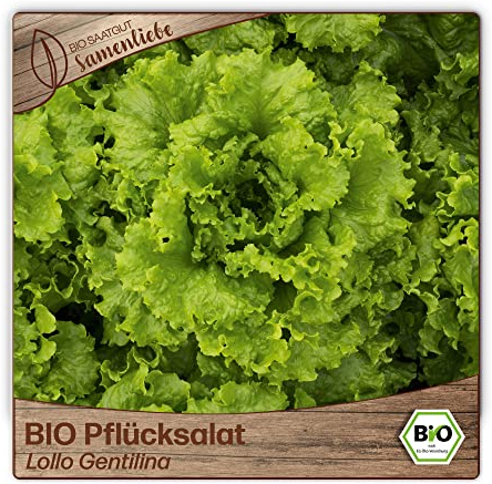 Samenliebe BIO Pflücksalat Samen Lollo Gentilina Grün 500 Samen samenfestes Gemüse Saatgut für Gewächshaus Freiland und Balkon BIO Gemüsesamen