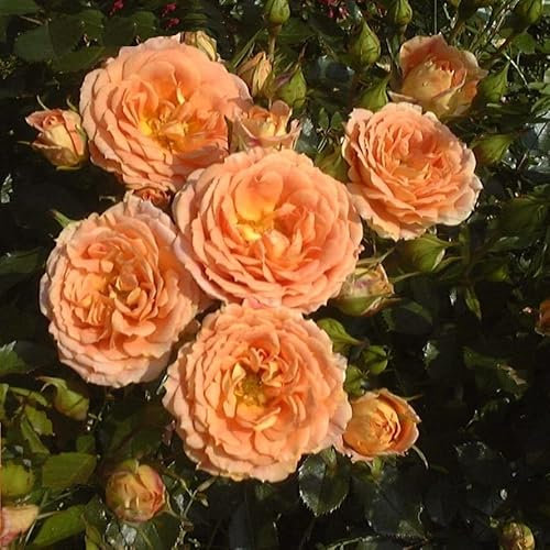 'Absent Friends' Potted Rose - Fragrant Clusters of Apricot Blooms - Floribunda