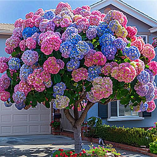 Hydrangea Bulbs UK,Potted-Plants-Rhizome,Excellent Display,Hydrangea Plants for Garden-2bulbs-B