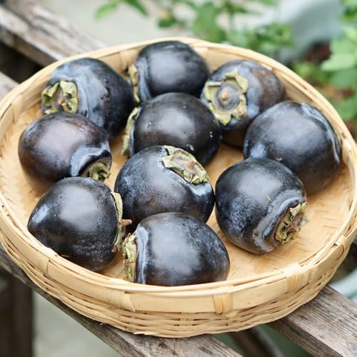 semillas de caqui - para jardín, lecho elevado perennes, 200pcs
