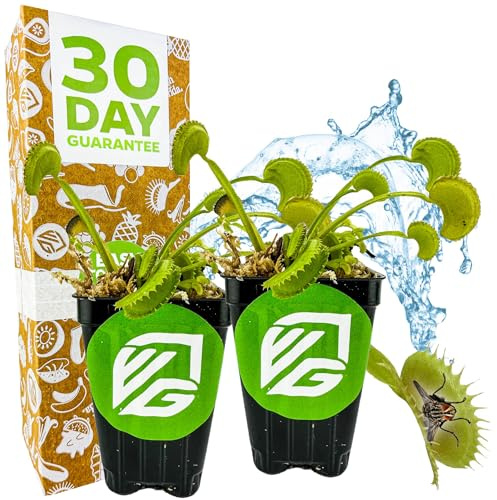 Dente Venus Fly Trap Live Plant - Dionaea muscipula 'Dente' by Wellspring Gardens - Carnivorous Plant - Fly Trap Plant - Unique Indoor Plant - Starter Plant (2-Pack)