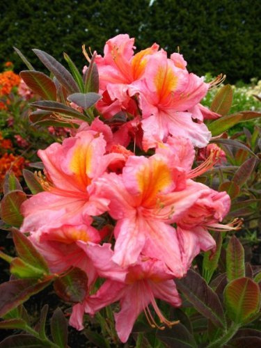 rosa Garten Azalee Rhododendron luteum Berryrose 40-50 cm hoch 5 L | Winterhart, sommergrün & pflegeleicht – blütenreich und bienenfreundlich, ideal für Beet & Garten