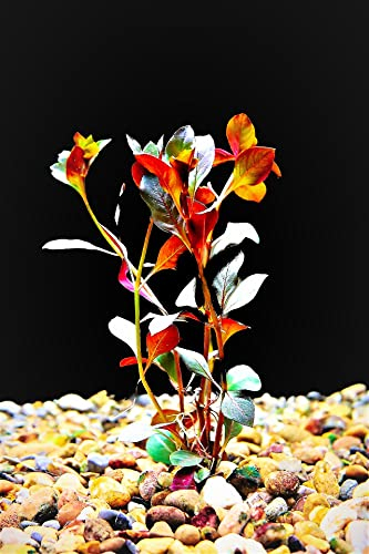 Floratica Ludwigia Repens 'Rubin' Live Aquarium Plants Tropical Fish Tank Shrimp Safe Snail Free (5+ Stems per Bunch)