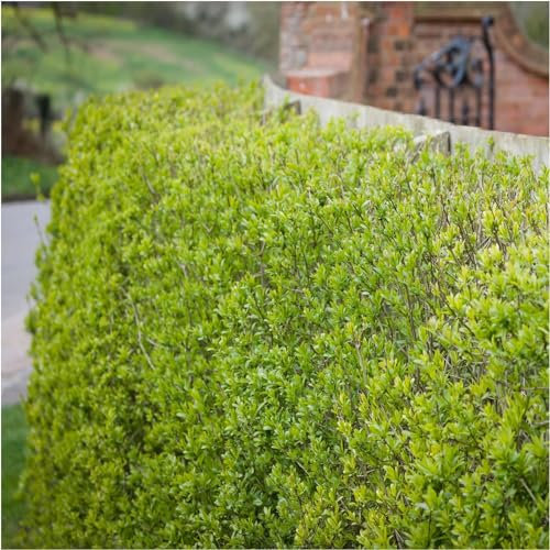 20 Wild Privet Ligustrum Vulgare 2-3ft Plants 60-90cm Evergreen Hedging 3fatpigs®