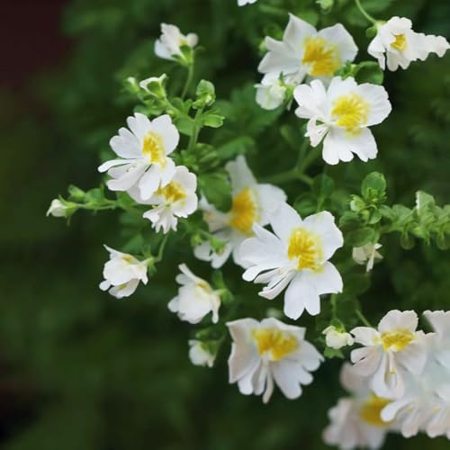 bauernorchideesamen - Schizanthus pinnatus - stauden, bodendecker winterhart mehrjährig zimmerpflanzen kübelpflanzen balkon 350pcs