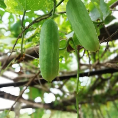100 piezas de semillas vegetales de calabaza de hiedra verde