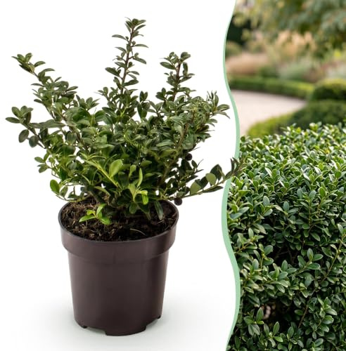 Green boutiQ - 8x Ilex crenata Stokes - Houx japonais - Plantes de haie - Persistant - Vert - Pot 9cm - Hauteur 20-30cm