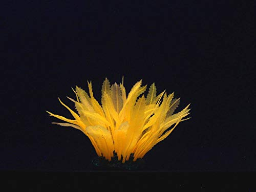 Aqua Lumo Silicio Fluorescente Naranja Helecho Planta