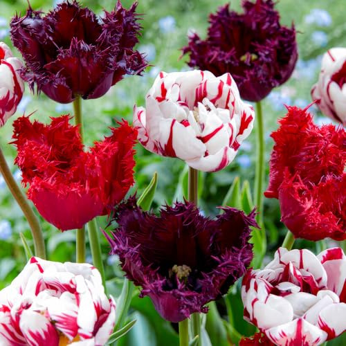 FLORIUM – 20 x tulpanlökar magiska flammor kollektion (20 lökar) | 4 sorter/färger | blandning av Holland, robust vinterhård och flerårig dekoration för trädgård, balkong, krukor (inga frön)