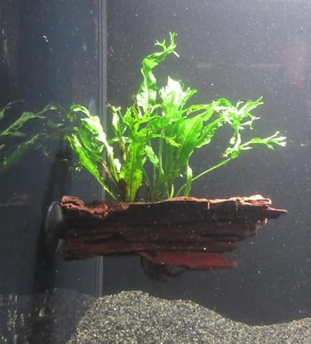 florari Wurzel+Saugnapf mit Microsorium pteropus windelov - Windelov Javafarn auf Wurzel+Sauger