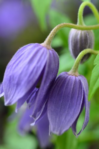 Alpen Waldrebe Clematis alpina 80 cm hoch im 2 Liter Pflanzcontainer