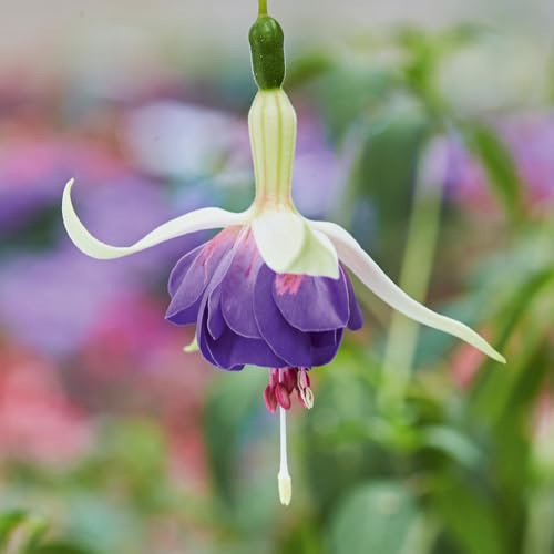 Bedwen Fuchsia 'Delta's Sarah' 9cm Plant x2 – Hardy Upright Shrub with Blue & White Flowers for Borders, Patio Pots & Summer Colour