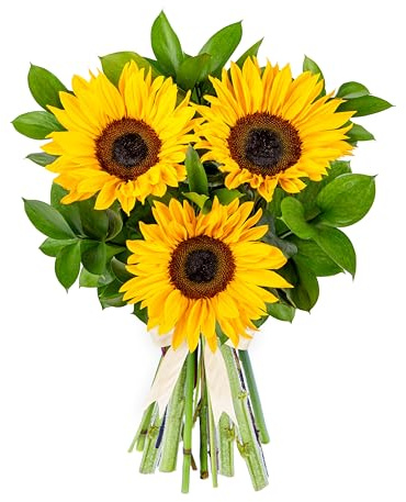 Fields Of Gold - Standard Size - Fresh Sunflower Bouquet | Birthdays, Anniversaries, Thank You Gifts, Thinking of You, Delivered in Bud and Blooms in 48-72 Hours