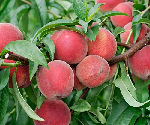 Red Haven Dwarf Peach Tree - Self Pollinating - Live Fruit Plant Shipped 2 Feet Tall by DAS Farms