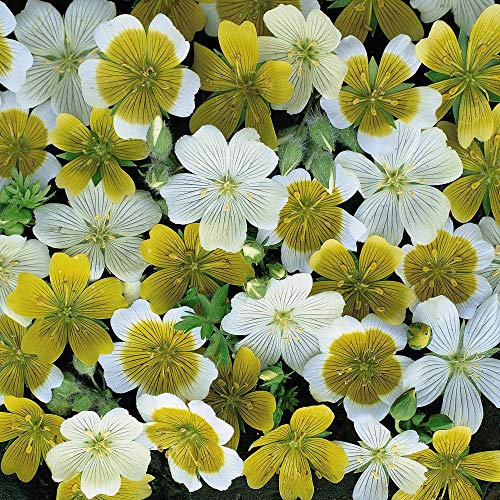 Poached Eggs Plants Limnathes Mixed, Yellow and White Flowers, Summer Bedding Plants, Gardens & Patios, 1 x Packet Limnathes Spanish Omelette Mixed Seeds (150 Seeds) by Thompson & Morgan