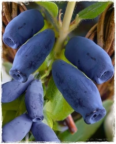 Planta de Arándano Siberiano LONICERA KAMTSCHATICA 'BOREALIS' en maceta Ø 17 cm h. 50/60 cm