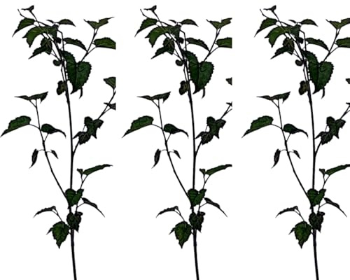 3 Plantas natural Morus Nigra. Morera Negra 20-30 cm. En cepellón listo para plantar. Produce moras dulces y nutritivas, atrae aves, mejora el suelo y ofrece sombra en jardines.