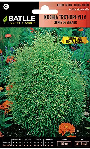 Semi di Fiori - Kochia Tricophylla - Cipresso Estivo - Batlle